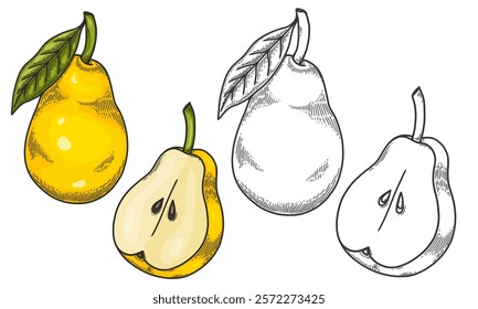 Engraved vector illustration of a pears with pear half and pear leaf. Hand drawn Pear Sketch Illustration. A coloring page of a yellow pear with a white background. 