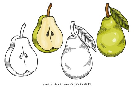 Engraved vector illustration of a pears with pear half and pear leaf. Hand drawn Pear Sketch Illustration. A coloring page of a green pear with a white background. 