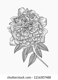 Engraved vector illustration of peony flower