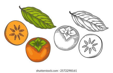 Engraved vector illustration of persimmons with a persimmon half and a persimmon leaf. Hand drawn persimmon Sketch Illustration. A coloring page of a persimmon with a white background. 