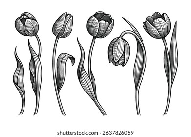Engraved Vector Tulip Flower Set Botanical Illustration with Detailed Line Work