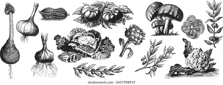 Engraved vegetable set. Hand drawn fresh veggies. Engraving onion, mushroom, cabbage, artichoke, tomato isolated on white background. Vector illustration. Fresh farm cuisine kitchen. 