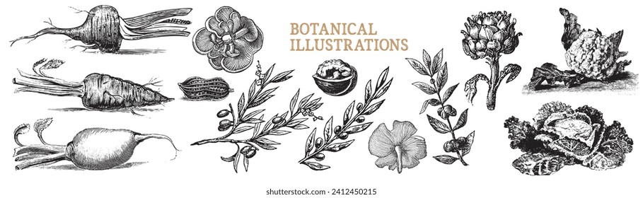 Engraved vegetables. Artichoke, daikon, cauliflower, olives, olive branch, beet, carrot, walnut, leaves, mushroom, peanut. Vector hand drawn veggies. Organic food for vegetarian. Healthy diet menu.