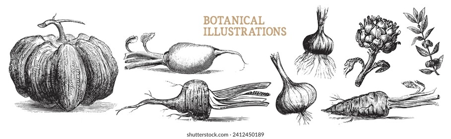 Engraved vegetables. Artichoke, garlic, daikon, pumpkin, olives, olive branch, beet, carrot, mushroom, peanut. Vector hand drawn veggies. Organic food for vegetarian. Healthy diet menu.