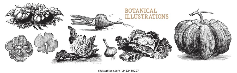 Verduras grabadas. Calabaza, ajo, coliflor, remolacha, col, zanahoria, tomate con hojas, hongos. Verduras dibujadas a mano por vectores. Alimentos orgánicos para vegetarianos. Menú de dieta saludable.