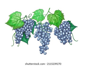 Ilustración vintage grabada de uvas. Las uvas de vino eran elementos aislados para el diseño del vino. Uvas dibujadas a mano en forma de boceto. Ilustración vectorial.