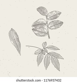 Engraved vintage leafs illustrations