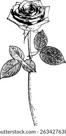 Engraved-style black and white rosebud — botanical accuracy and vintage contour in a classic illustration. The rose has layered petals, a slender stem, and four textured leaves.