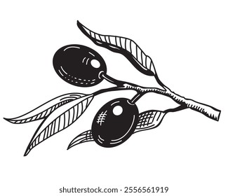 engravimg image with olive branch isolated on white background