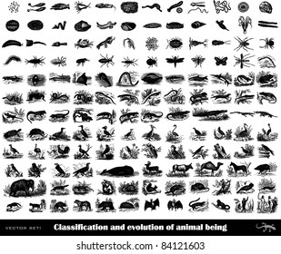 Engraving Ancient Animal Evolution Set From 