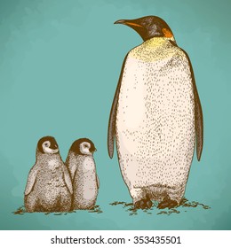 Engraving antique illustration of king penguin and two penguin nestling in retro style