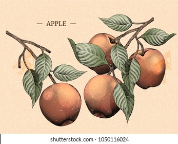 Engraving apples with leaves, natural fruit elements Engraving apples with leaves, natural fruit elements
