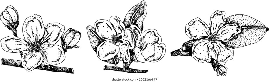 Äpfel gravieren, perfekt für pädagogische oder botanische oder Lebensmittel-Designs. Hochwertige Illustration.	