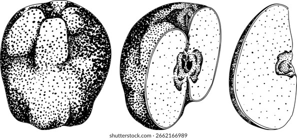 Grabado de manzanas, perfecto para diseños educativos o botánicos o de alimentos. Ilustración de alta calidad.	