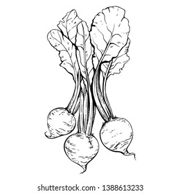 Engraving beetroot, ink radish. Sketch hand drawn vegetable.