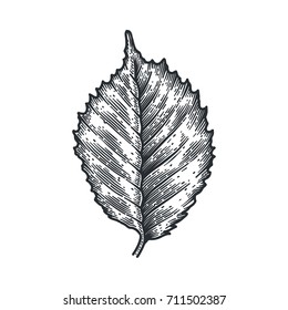 Engraving Birch Leaf Isolated On White Background. Detailed Vector Illustration Of Hand Drawn Autumn Leaf. Vintage Retro Fall Seasonal Decor.