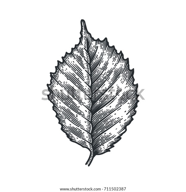 Engraving Birch Leaf Isolated On White Stock Vector (Royalty Free ...