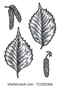 Engraving Birch Leaf And Seed Isolated On White Background. Detailed Vector Illustration Of Hand Drawn Autumn Leaves. Vintage Retro Fall Seasonal Decor.