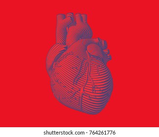 Engraving blue human heart with flow line art stroke on red background