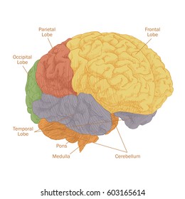 Engraving brain color on white background. Human brain structure anatomy. Vector vintage illustration.