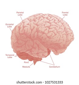 Engraving brain illustration in gray scale monochrome color on white background. Human brain head anatomy. Vector vintage illustration.