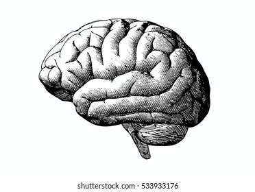 Engraving brain illustration in gray scale monochrome color on white background