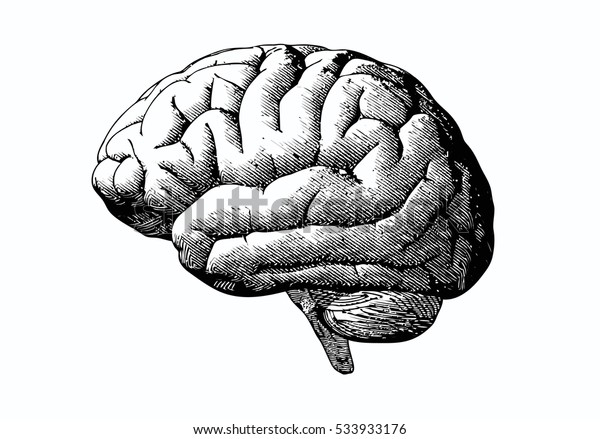 白い背景にグレースケールのモノクロームカラーで脳イラストを彫る のベクター画像素材 ロイヤリティフリー