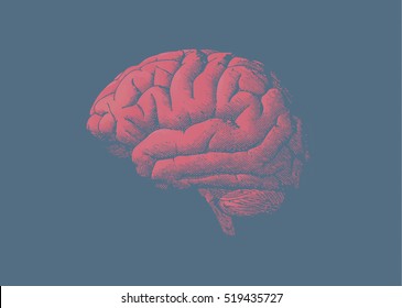 Engraving brain illustration with tint red color on tint dark blue background