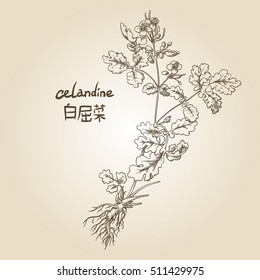 Engraving of celandine, its name in English and Chinese, in sepia