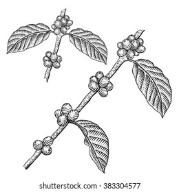 Engraving coffee branch. Coffee tree vector illustration.