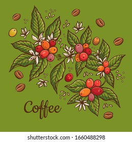 Engraving coffee plants, vintage decorative leaves and coffee cherries for design uses 