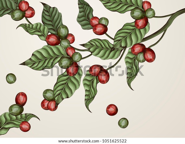 Engraving coffee plants, vintage decorative\
leaves and coffee cherries for design\
uses