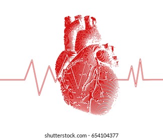 Engraving colorful red human heart illustration on white background with heart rate pulse graph