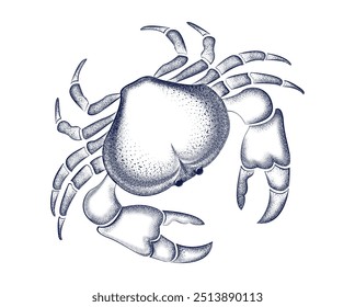 Engraving Crab Sketch. Seafood Vintage Brush retro print, Sea crab Drawing vector sketch, menu,logo sign template, ink pencil style drawing, Engrave Old school. Hand drawn line Healthy food natural