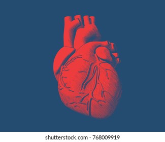 Engraving Drawing Human Heart In Red Color On Blue Background