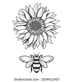 Engraving drawing illustration of the honey bee underneath the Scorched sunflower