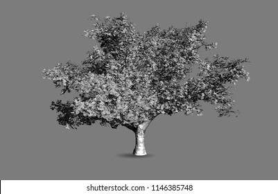 Engraving drawing vector monochrome black and white big tree plant illustration isolated on gray background