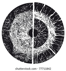 Engraving Eye Illustrations From Atlas Published In 1851 (The Iconographic Encyclopedia Of Science, Literature And Art). Vector Image. Other Illustrations In My Portfolio.