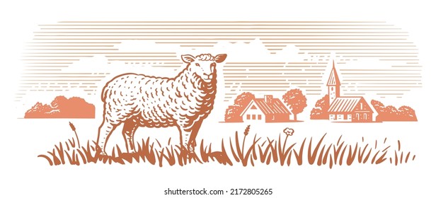 Engraving farm sheep. Village meadow hand drawn sketch