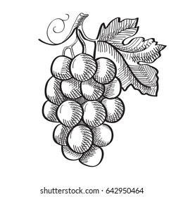 Engraving fresh fruit template with bunch of ripe grapes and leaf on white background isolated vector illustration