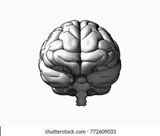 Engraving front view brain in monochrome color on white background