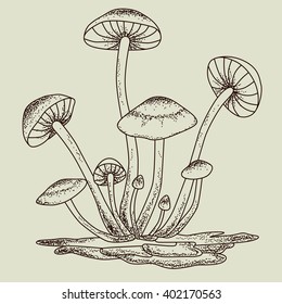 Engraving of fungi in the old style, Honey fungus, or Armillaria or ?penky. Vintage engraved illustration.Botanical illustration of mushrooms.