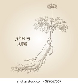 Engraving of ginseng, its name in English and Chinese, in sepia