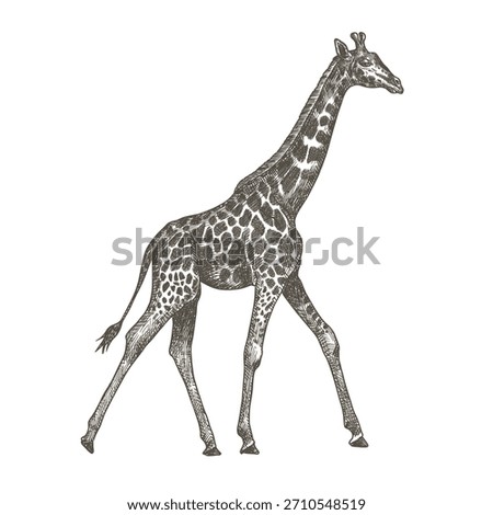 Engraving Giraffe illustration, Vector. Hand painted ink style, Toile de Jouy, pen style drawing. African animal vector clip art. Safari animal sketch. Giraffe walking. Realistic drawing. 
