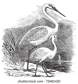 Engraving of a Great Egret (ardea alba) and Little Egret (ardea garzetta). Old vintage engraved illustration of two species of egret or heron.
