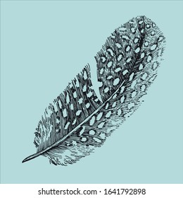 Engraving guinea fowl feather, blue.