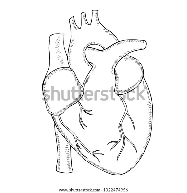 Engraving Hand Draw Human Heart Sketch Stock Vector Royalty