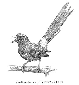 grabado dibujado a mano Ilustración vectorial de pájaro