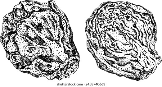 Engraving Hand drawn brussels sprouts on white background. Vector vegetables illustration brussels cabbage	