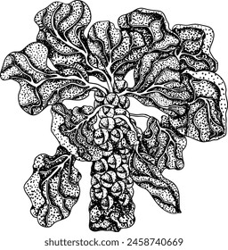 Engraving Hand drawn brussels sprouts on white background. Vector vegetables illustration brussels cabbage	